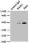 Kynureninase antibody, LS-C675976, Lifespan Biosciences, Immunoprecipitation image 