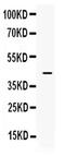 Intelectin 1 antibody, PA5-79543, Invitrogen Antibodies, Western Blot image 