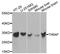 TIR Domain Containing Adaptor Protein antibody, orb137031, Biorbyt, Western Blot image 