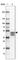 Acrosomal Vesicle Protein 1 antibody, HPA038718, Atlas Antibodies, Western Blot image 