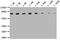 Heat Shock Protein Family A (Hsp70) Member 8 antibody, CSB-MA010829A0m, Cusabio, Western Blot image 