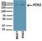 Period Circadian Regulator 2 antibody, NB100-125, Novus Biologicals, Western Blot image 