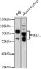 IKAROS Family Zinc Finger 1 antibody, 18-345, ProSci, Western Blot image 