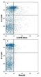 Colony Stimulating Factor 3 Receptor antibody, FAB6039A, R&D Systems, Flow Cytometry image 