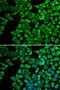 Hepatic triacylglycerol lipase antibody, A13508, ABclonal Technology, Western Blot image 