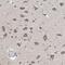 C14orf145 antibody, NBP1-89898, Novus Biologicals, Immunohistochemistry paraffin image 