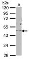 POU Class 5 Homeobox 1 antibody, LS-C109327, Lifespan Biosciences, Western Blot image 