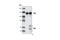 Kinesin Family Member 11 antibody, 4203S, Cell Signaling Technology, Immunoprecipitation image 