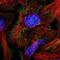 Tectonic Family Member 1 antibody, NBP1-83623, Novus Biologicals, Immunofluorescence image 