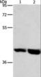 G-protein coupled receptor 182 antibody, LS-C406224, Lifespan Biosciences, Western Blot image 