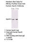 Apolipoprotein A1 antibody, 11A-G2b, Academy Bio-Med, Western Blot image 