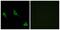 Olfactory Receptor Family 51 Subfamily A Member 7 antibody, PA5-39642, Invitrogen Antibodies, Immunofluorescence image 