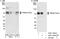 Tripartite Motif Containing 47 antibody, A301-193A, Bethyl Labs, Immunoprecipitation image 