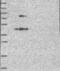 Amyloid Beta Precursor Like Protein 2 antibody, NBP1-89029, Novus Biologicals, Western Blot image 