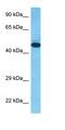 Tryptophan 2,3-Dioxygenase antibody, orb325226, Biorbyt, Western Blot image 