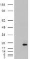 Cysteine and glycine-rich protein 2 antibody, NB100-77341, Novus Biologicals, Western Blot image 