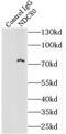 NDC80 Kinetochore Complex Component antibody, FNab05599, FineTest, Immunoprecipitation image 