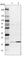 Transmembrane Protein 199 antibody, HPA027051, Atlas Antibodies, Western Blot image 