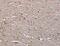 IQ Motif Containing J antibody, MBS2516807, MyBioSource, Immunohistochemistry frozen image 