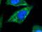 Thioredoxin Domain Containing 16 antibody, 21502-1-AP, Proteintech Group, Immunofluorescence image 