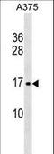 Signal Recognition Particle 14 antibody, LS-C157092, Lifespan Biosciences, Western Blot image 