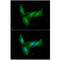 CCAAT Enhancer Binding Protein Beta antibody, LS-B2926, Lifespan Biosciences, Immunofluorescence image 
