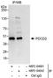Programmed Cell Death 2 antibody, NBP2-04042, Novus Biologicals, Immunoprecipitation image 