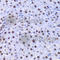 High Mobility Group Box 1 antibody, A2553, ABclonal Technology, Immunohistochemistry paraffin image 