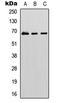 Guanylate Binding Protein 1 antibody, LS-C358760, Lifespan Biosciences, Western Blot image 