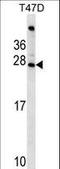 FIGLA antibody, LS-C159658, Lifespan Biosciences, Western Blot image 
