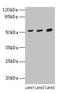 Cerebellar Degeneration Related Protein 2 antibody, LS-B12281, Lifespan Biosciences, Western Blot image 