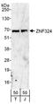Zinc Finger Protein 324 antibody, NBP1-78183, Novus Biologicals, Western Blot image 