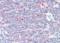 Chaperonin Containing TCP1 Subunit 3 antibody, orb20263, Biorbyt, Immunohistochemistry paraffin image 