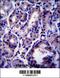 Sorting Nexin 24 antibody, 57-471, ProSci, Immunohistochemistry frozen image 