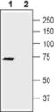 Potassium Voltage-Gated Channel Subfamily A Member 4 antibody, PA5-77659, Invitrogen Antibodies, Western Blot image 