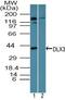 Distal-Less Homeobox 3 antibody, PA5-23398, Invitrogen Antibodies, Western Blot image 