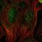 Septin 10 antibody, HPA060310, Atlas Antibodies, Immunofluorescence image 