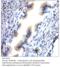 Heart- and neural crest derivatives-expressed protein 2 antibody, MBS540513, MyBioSource, Immunohistochemistry frozen image 