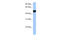 Hepatocyte Nuclear Factor 4 Gamma antibody, 30-081, ProSci, Enzyme Linked Immunosorbent Assay image 