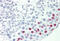 Transcription Elongation Factor A Like 3 antibody, MBS248275, MyBioSource, Immunohistochemistry frozen image 