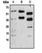 Phosphoserine antibody, orb323188, Biorbyt, Western Blot image 