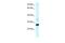 Caudal Type Homeobox 1 antibody, GTX44665, GeneTex, Western Blot image 