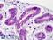 Glycogen Synthase Kinase 3 Beta antibody, LS-B3691, Lifespan Biosciences, Immunohistochemistry frozen image 