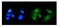 SS-A antibody, A02079-2, Boster Biological Technology, Immunofluorescence image 