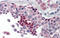 Nuclear Receptor Subfamily 0 Group B Member 1 antibody, ARP31632_P050, Aviva Systems Biology, Immunohistochemistry frozen image 