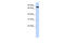 Potassium Voltage-Gated Channel Subfamily C Member 3 antibody, 25-245, ProSci, Enzyme Linked Immunosorbent Assay image 