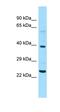 Nuclear Pore Complex Interacting Protein Family Member A1 antibody, orb326480, Biorbyt, Western Blot image 