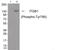 Integrin Subunit Beta 1 antibody, 79-933, ProSci, Western Blot image 