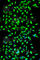 Claudin 7 antibody, A2035, ABclonal Technology, Immunofluorescence image 