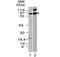 Interferon-activable protein 204 antibody, 33-042, ProSci, Western Blot image 